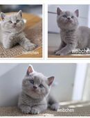 reinrassige BKH Kitten in Chocolate/Brown und Lilac in 50769
