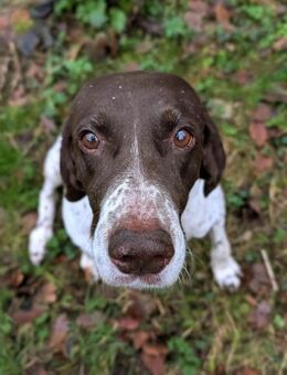 Deutsch Kurzhaar Hündin Helga sucht - Hamburg