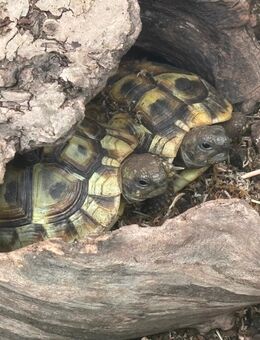 Griechische Landschildkröten - Neustadt (Coburg)