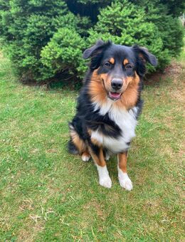 Australian Shepherd Rüde, Black Tri - Hückelhoven Zentrum