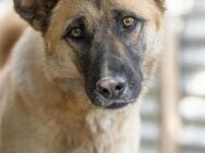 Rumo - liebt seine Bella - Kallmünz