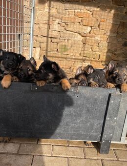 Schäferhundwelpen mit geraden Rücken, aus nachweislich gesunden Blutlinien! - Homberg (Ohm)