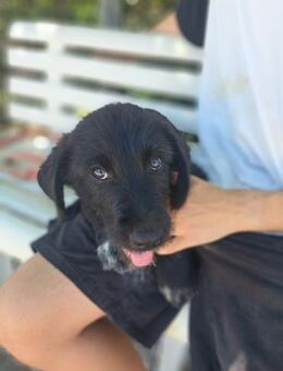 Mercellino - wer zeigt mir die Welt - Grevenbroich