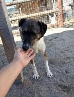 Johanna 50 cm - Alpenrod