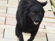Liebe freundliche Bea sucht ihre Familie - Hamburg