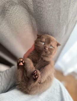 Süße Katzenbabys in liebevolle Hände abzugeben 🐾 - Darmstadt