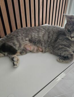 Britisch kurzhaar katze damen geboren 04.04.2024 - Velbert