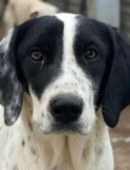 Utha, geb. ca. 02/2025, GRIECHENLAND - Euskirchen