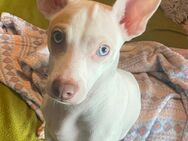 Jack Russel Terrier/ Chihuahua Mix abzugeben, 9 Monate alt - Schwerin