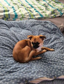 Chihuahua Mops Hündin - Zella-Mehlis