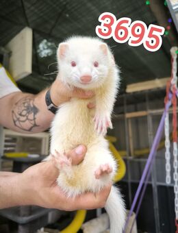 Frettchen babys - Rhaunen