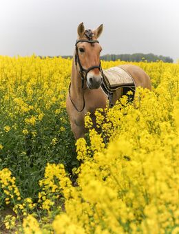 Hübscher Norweger wallach - Barnstorf