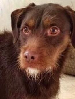 FUSSY - junger, aktiver Vierbeiner! - Sulzbach-Laufen