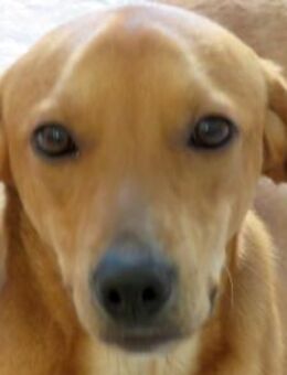 Fitz -auf der Strasse geboren- - Oldenburg