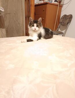 Mirto aus dem Tierschutz - Grevenbroich