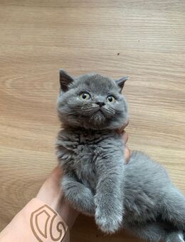 BKH kitten - Ulm