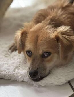 Lexie, kleines Flauscheöhrchen 🐾 - Elsdorf (Nordrhein-Westfalen)