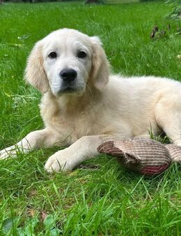 Golden Retriever Welpen (Rüden) abgabebereit aus Premium Zucht - Brome