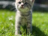 wunderschönweiche BKH Kitten - Hamburg Wandsbek