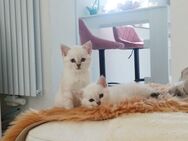 BKH Kitten - Ottweiler