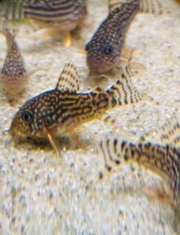 Orangeflossen Panzerwelse Hoplisoma (Corydoras) sterbai - 4,50e - Zossen Zentrum