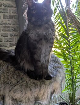 14 Monate junge Maine Coon Mädchen mit Ahnentafel - Lintig