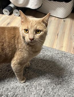 Britische kurzhaar Kater - Duisburg