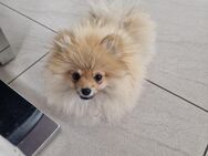 Pomeranian zwergspitz männliche Welpe - Ochtrup