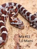 Miami het. Sunkissed Kornnattern Jungtiere 2025 in 21335