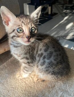Silver Bengal Kitten Reinrassig Bengal Kater - Werther (Westfalen) Zentrum