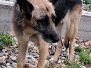 FRUMOASA sucht ihr Zuhause - Konstanz