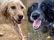 Setter-Mix-Mädchen Garida und Setty - Sehnde