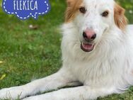 Flekica ein Freund fürs Leben - Flörsheim-Dalsheim