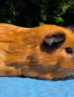 2 schöne Cuy Meerschweinchen Böcke abzugeben - Gelsenkirchen Ückendorf