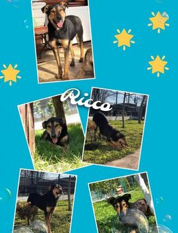 Ricco- sportl. Leute gesucht - Nürnberg