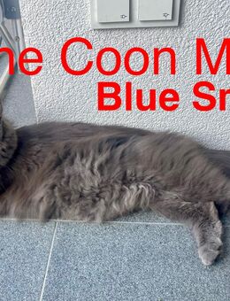 Maine Coon & Hauskatze Mix - Weida