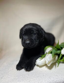 Labrador Welpen aus der Arbeitslinie. - Waldeck (Hessen)