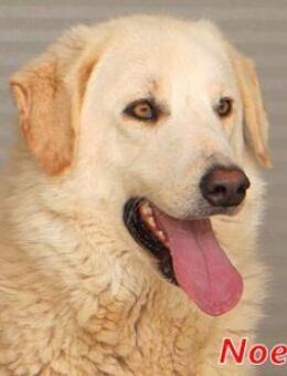 NOEMI die Geschwister von Noa - Regensburg