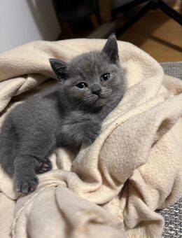 Bkh kitten ❤️ reinrassig ein kitten noch übrig - Garbsen