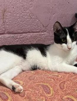 Minou aus dem Tierschutz - Grevenbroich