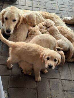 Golden Retriever Welpen - Neuruppin