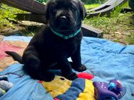 Labradorwelpen zu verkaufen - Bad Zwischenahn