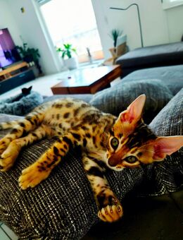 Bengal Kitten - Schwäbisch Gmünd