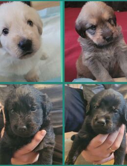 Labradoodle Hovawart-mix Welpen zu verkaufen - Satow