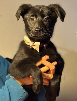 Saide 💗 fröhliche, aktive Junghündin - Hamburg