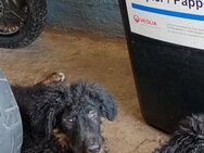Zuhause gesucht - Werneck