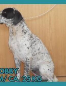 Mischlingsrüde Bobby - Margetshöchheim