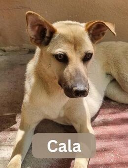 CALA, w., kastr., Mischling, 14 kg - Sipplingen
