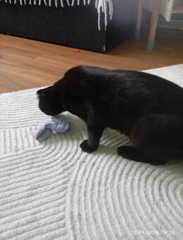 Süße verschmuste Katze sucht Zuhause - Offenbach (Main) Kaiserlei
