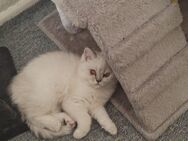 Weibliche Katze - Berlin